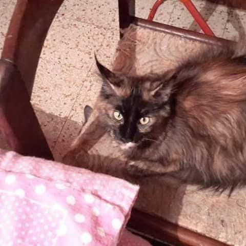 Gatto maine coon 